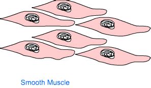 Animal Tissue : Complete Notes, Class 9 Science PDF Download