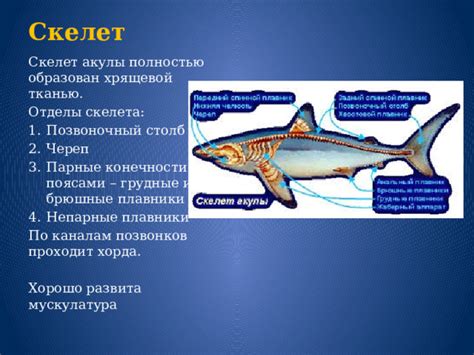 Презентация на тему "Класс рыбы"