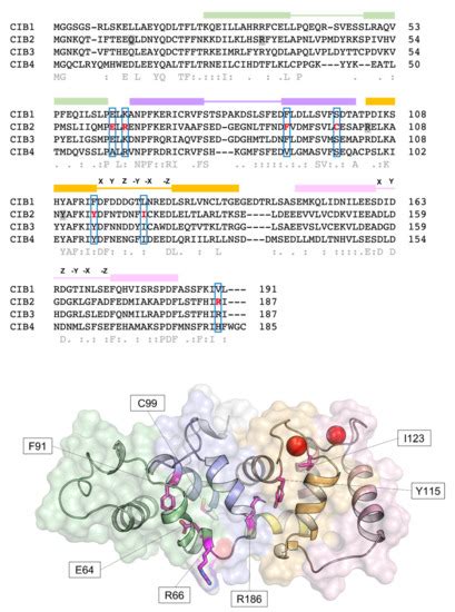 Calcium- and Integrin-Binding Protein 2 (CIB2) in Physiology and ...