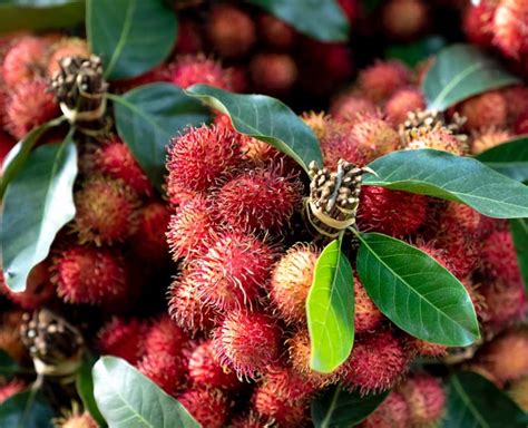 Rambutan Health Benefits In Hindi | rambutan health benefits | Herzindagi