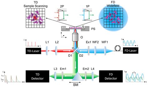 Comprehensive Investigation of Parameters Influencing Fluorescence ...