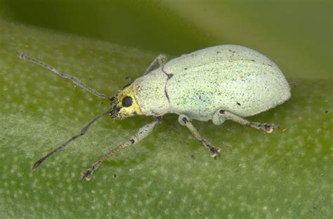 Insect Pests