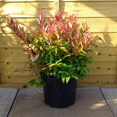 Leucothoe Scarletta "Zeblid" 7.5Ltr ⋆ Cuckoo Bridge Nursery & Farm Shop