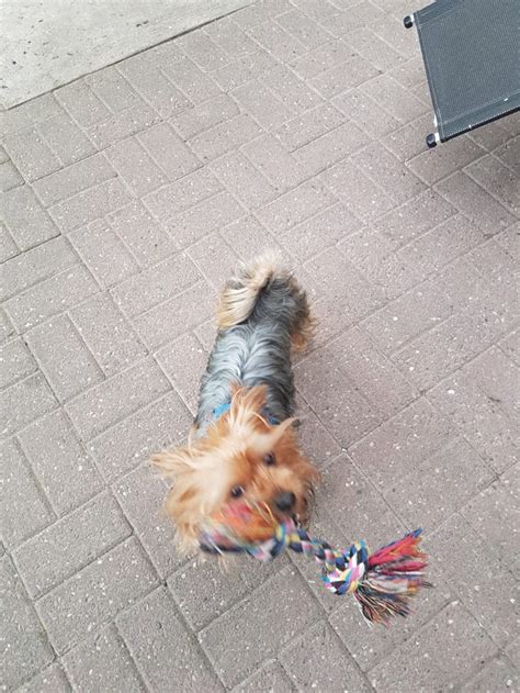 Yaky » Kanarenhunde e.V.