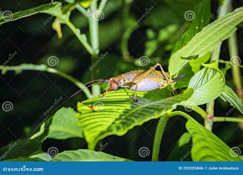 Insects at Night in Monteverde Cloud Forest (Costa Rica) Stock Photo ...
