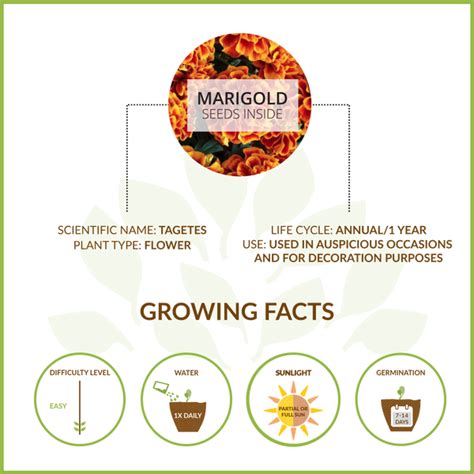 MARIGOLD LARGE GIY KIT – Upaj Farm - Grow It Yourself Kits