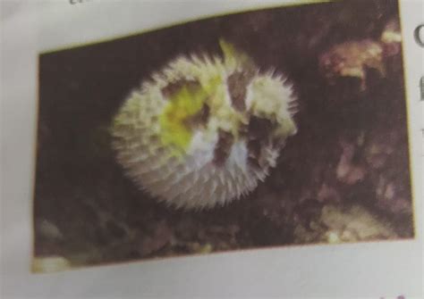 Is this is puffer fish ? what adaptation it has how protects it from ...