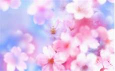 Cherry Blossom Background by Cherry Blossom Desktop Backgrounds Wallpaper Cave Cherry Blossom Background