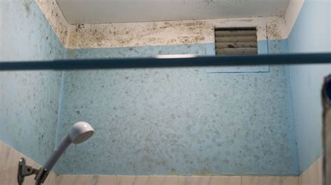 Black Mold In Shower: How To Identify And Eliminate It - Shower Ideas