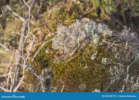 Bushy Lichen and a Genus of Lichens in the Family Cladoniaceae Stock Photo - Image of closeup ...