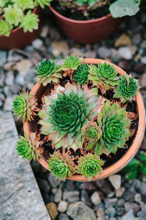 "'Hen And Chicks' Succulent Plants" by Stocksy Contributor "Kkgas ...