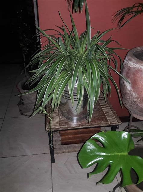 10+ Best Bathroom Plants [No Light] - Plants Craze