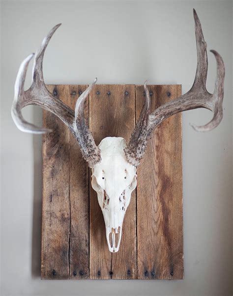 Rustic Deer Skull Mounts