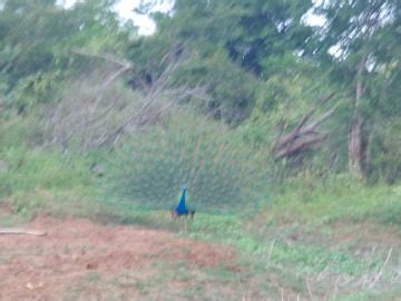 Navam Full Moon Poya 2024, Sri Lanka - Venue, Date & Photos