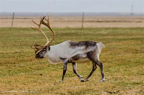 Wildlife and Animals in Iceland | Guide to Iceland