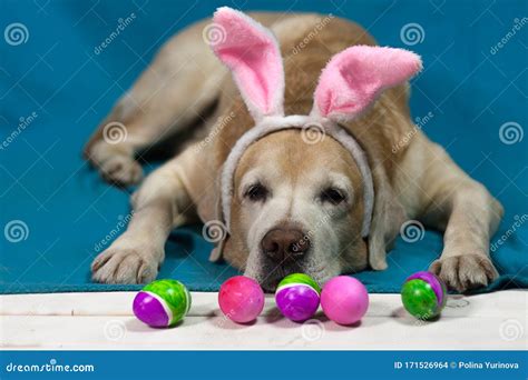 Labrador Dog in a Rabbit Costume on a Blue Background with Colorful ...