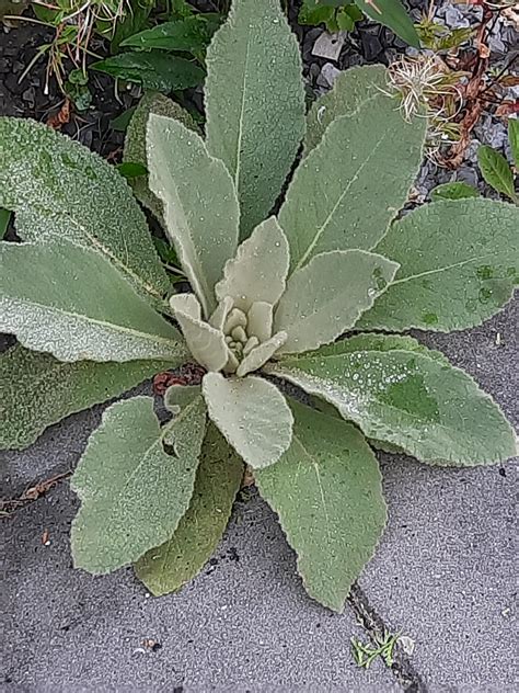 Does anyone know what plant this is? : r/plants