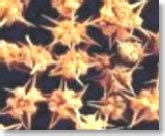 GOKSHURA | Chandigarh, The official website of the Chandigarh ...