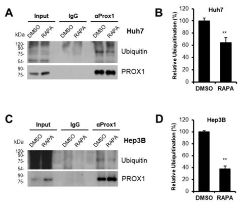 PROX1, a Key Mediator of the Anti-Proliferative Effect of Rapamycin on ...