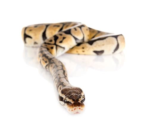 Image result for Snake Discovery Ball Python