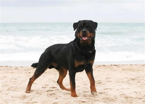 Pitbull Rottweiler Mix