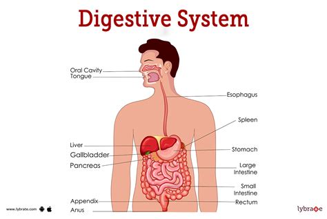 Digestive System 的图像结果