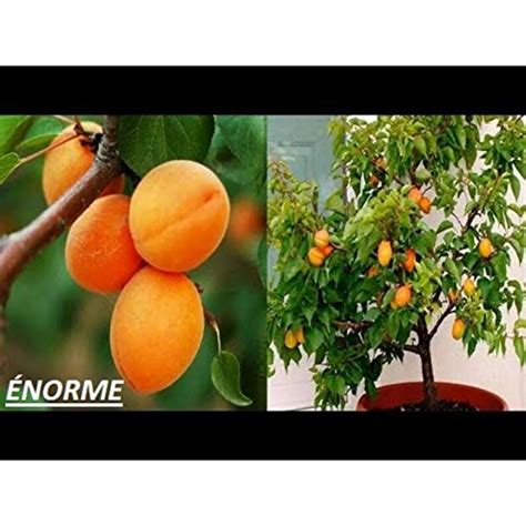 NORME Rare Exotic Tropical Bush Apricot Dwarf 200 Pcs Seeds : Amazon.in ...