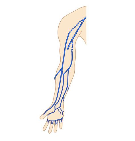 Veins of upper limb - e-Anatomy - IMAIOS