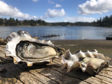 Hood Canal Oysters For Sale at Debra Schaper blog