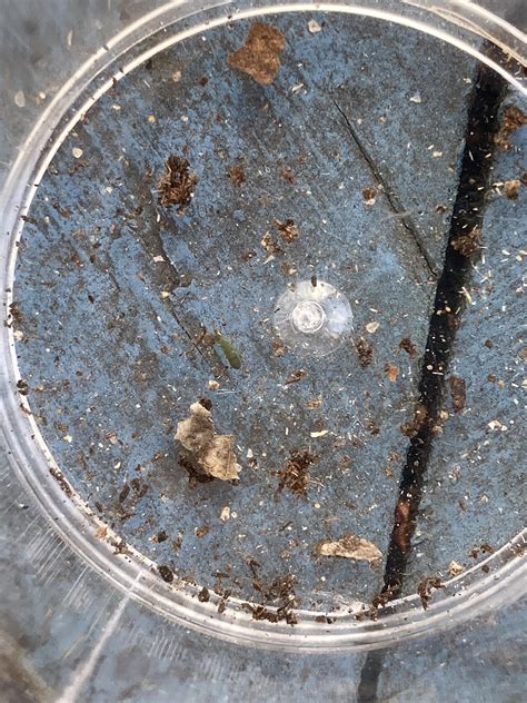 Image result for Green Springtail