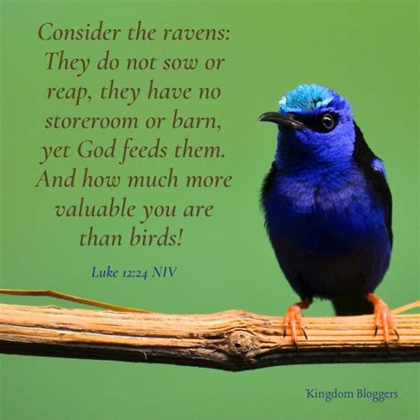 Bird Biblical Quotes Birds Of The Bible YouTube
