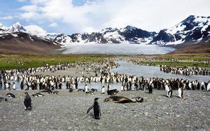 Wallpaper penguins, birds, jump, snow, water, antarctica hd, picture, image