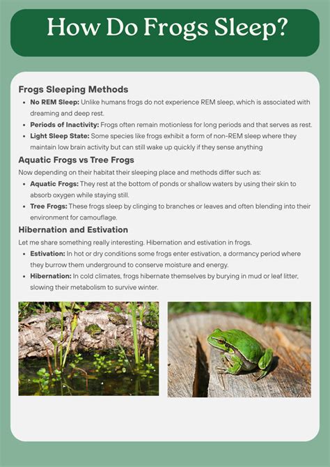 How Do Frogs Sleep? How They Rest and Recharge?