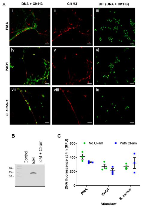 Neutrophil NET Formation with Microbial Stimuli Requires Late Stage ...