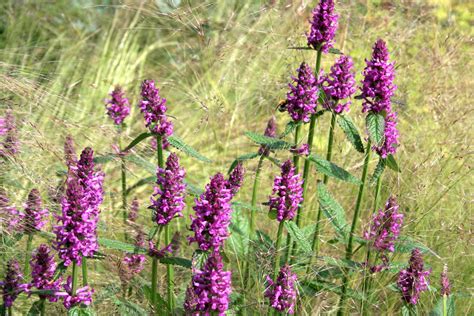 Stachys officinalis 'Hummelo' – Ballyrobert Gardens