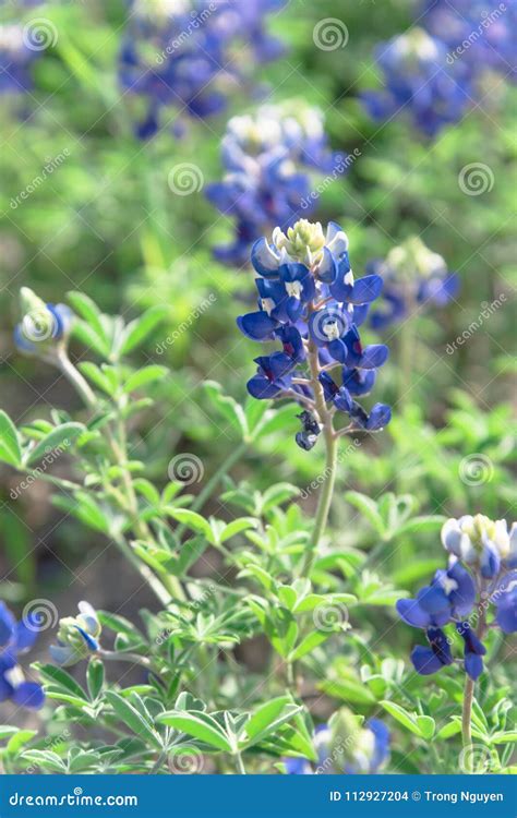 Close-up of Bluebonnet the State Flower of Texas, USA Stock Photo ...