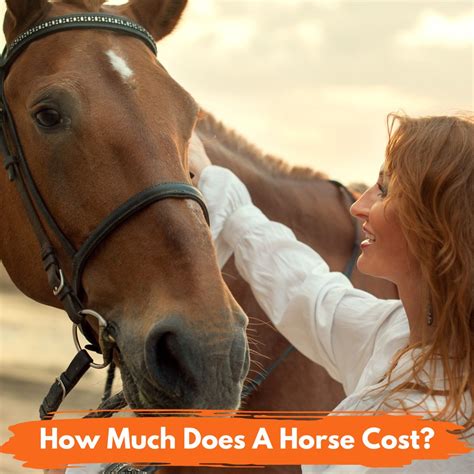 How Much Does An Olympic Equestrian Horse Cost at John Clark blog