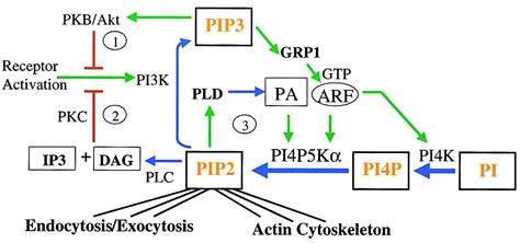 Image result for Pi PIP2 PIP3