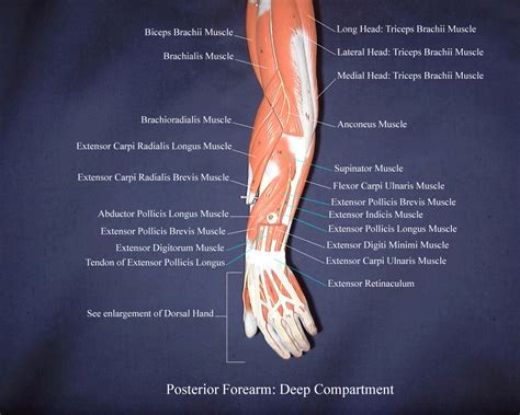Deep Posterior Compartment Muscles Of Forearm at Harrison Leschen blog