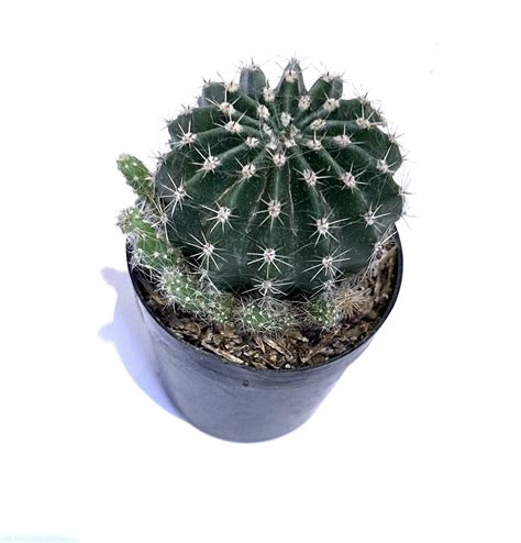 Plantiful For Office Table Cactus Echinopsis Subdenudata (Easter Lily ...