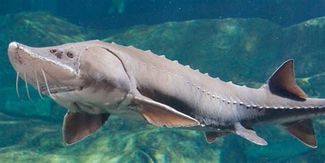 Top 10 Fish Species For Your Aquaponics - Pets Hyme