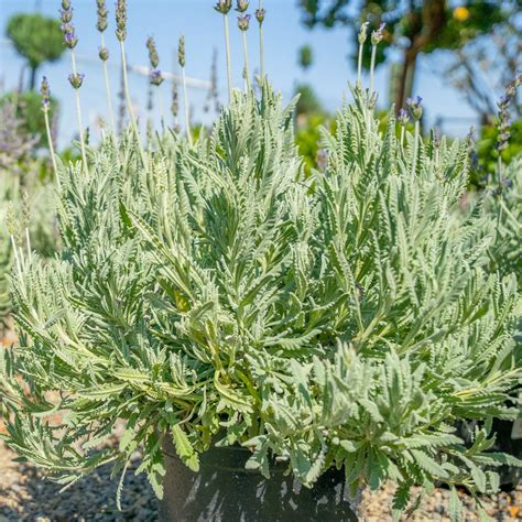 Lavender | Shrubs | Moon Valley Nurseries