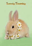 Image result for Cute Baby Bunnies Wallpaper