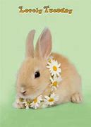 Image result for Cute Baby Bunnies for Free