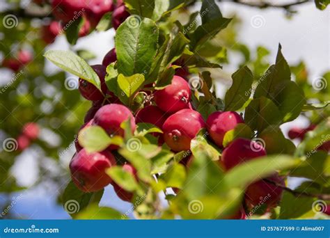 Riberry Fruit, Indian Cherry on Tree Stock Image - Image of heavenly ...
