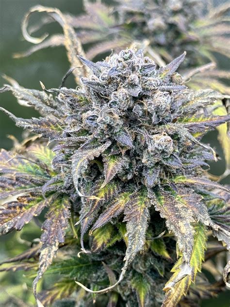 Sour Black Cherry 🍒 Haze : r/SpeedrunSeeds