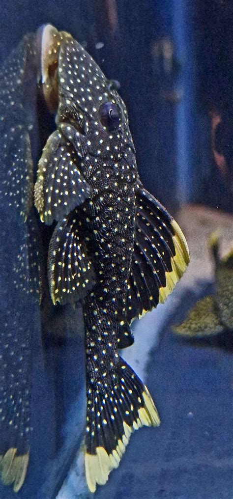 Gold Nugget Pleco