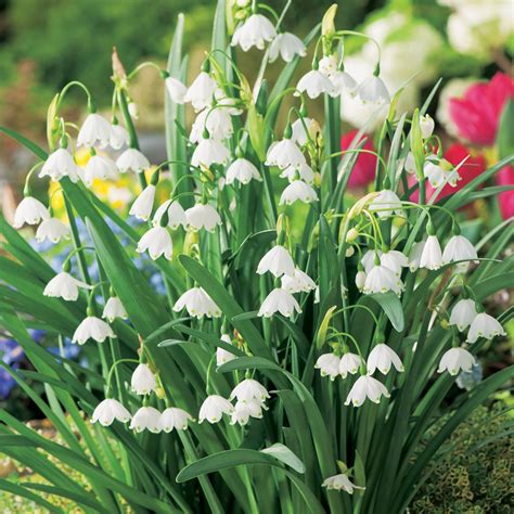 Early Spring Bulb Flower Yellow