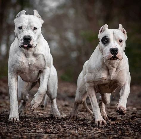 Dogo Argentino Pitbull Mix - MXIBAR