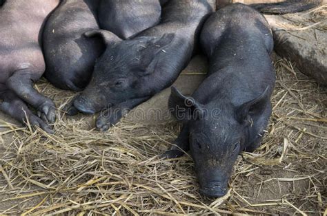 一群可爱的小黑猪睡在猪圈里-包图企业站